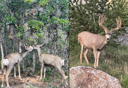 Image for 3495  Sun Ridge Drive